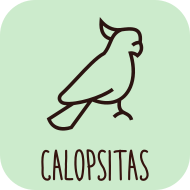 Indicado para Calopsitas