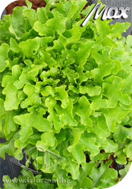 Imagem Produto 22