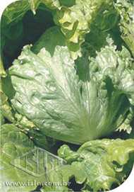 Imagem Produto 29