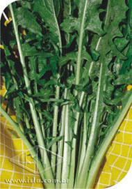 Imagem Produto 50