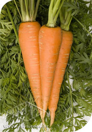 Imagem Produto 92