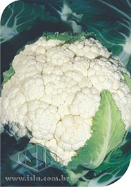 Imagem Produto 115