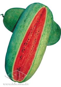 Imagem Produto 171