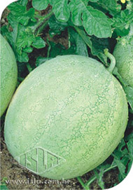 Imagem Produto 173