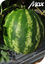 Imagem Produto 177