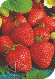 Imagem Produto 188