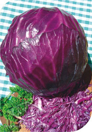 Imagem Produto 241